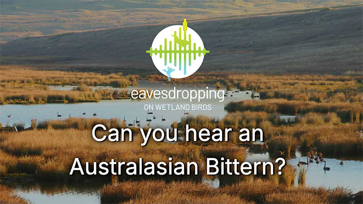 Screenshot of the Can you hear an Australasian Bittern website