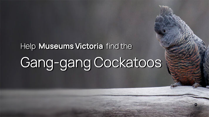 Screenshot of the Where are the Gang-gangs? website