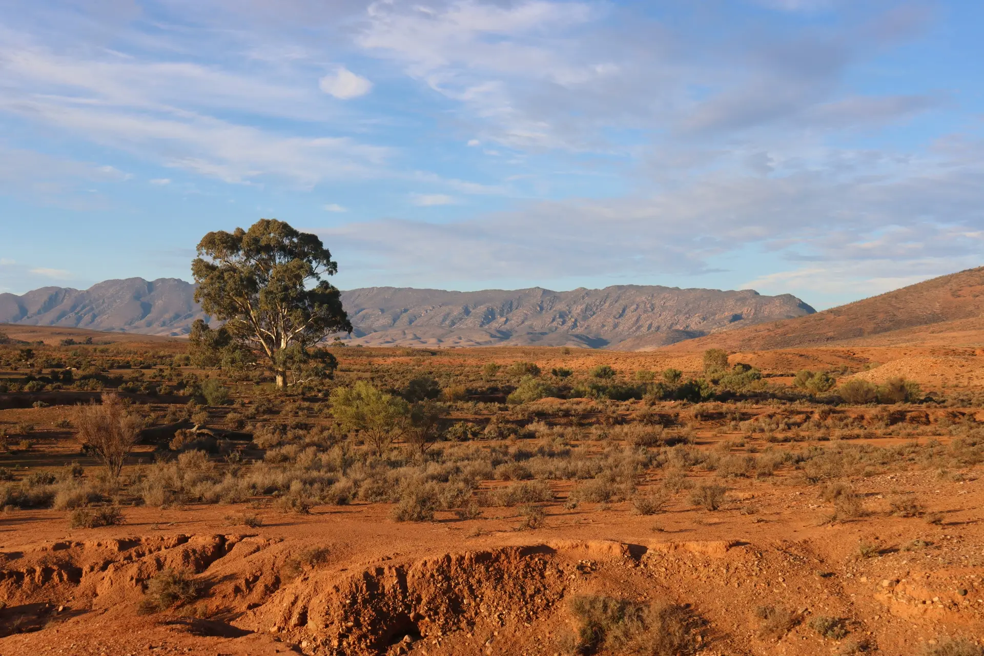 Landscape photograph of the Australian outback plains with a lone tree in the foreground and mountains in the distance