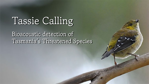 Screenshot of the Tassie Calling website