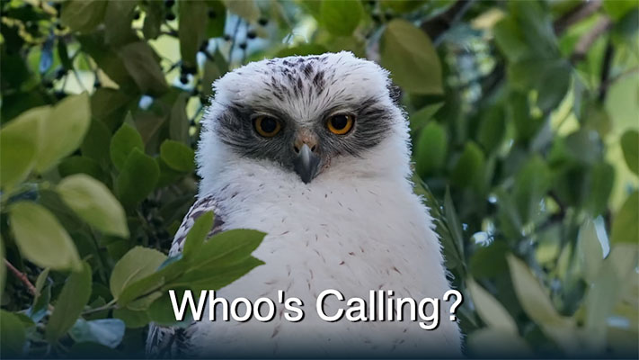 Screenshot of the Whoo's Calling website